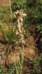 Trachyandra saltii