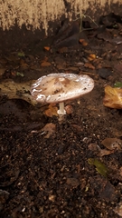 Candolleomyces tuberculatus