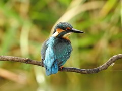 Alcedo atthis