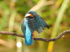 Alcedo atthis