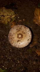 Candolleomyces tuberculatus