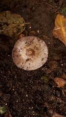 Candolleomyces tuberculatus