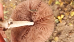 Candolleomyces tuberculatus