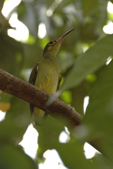 Arachnothera flavigaster