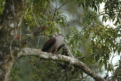 Ducula badia
