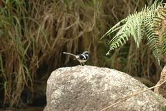 Enicurus schistaceus