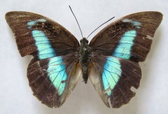 Archaeoprepona demophon centralis