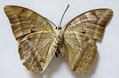 Archaeoprepona demophon centralis