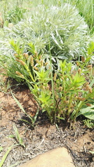 Acalypha depressinerva