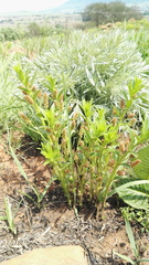 Acalypha depressinerva