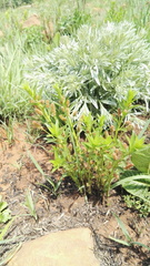 Acalypha depressinerva