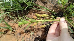 Acalypha depressinerva