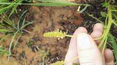 Acalypha depressinerva