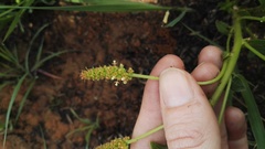 Acalypha depressinerva