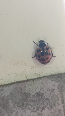 Harmonia axyridis