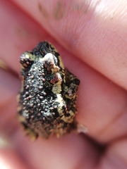 Rhinella atacamensis