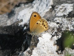 Coenonympha dorus