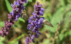 Polyommatus ripartii