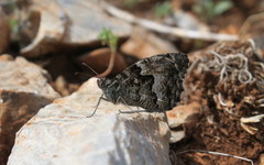 Hipparchia volgensis