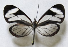 Ithomia patilla