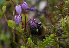 Bombus lapponicus