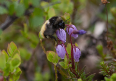 Bombus lapponicus
