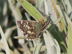 Muschampia proto