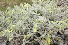 Stachydeae