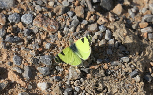 Eastern Greenish Black-tip