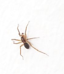 Scotina celans