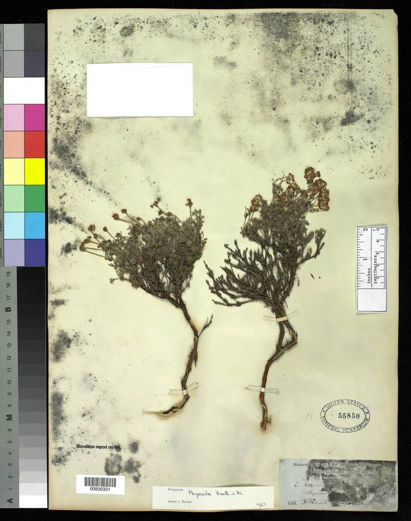 thymeleaf buckwheat ((Most) Wildflowers of Sagehen Creek Basin, CA