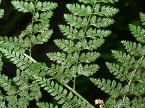Arachniodes festina (Arachniodes festina)