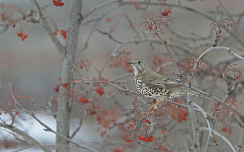 Drozd imelaš (Turdus viscivorus)