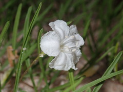 Stylisma pickeringii pickeringii