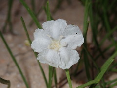 Stylisma pickeringii pickeringii