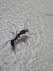 Odontomachus erythrocephalus