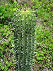 Cephalocereus scoparius