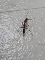 Odontomachus erythrocephalus