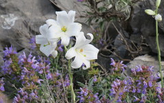 Lilium candidum