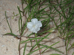 Stylisma pickeringii pickeringii