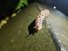 Limax maximus