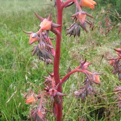 Gibbiflorae
