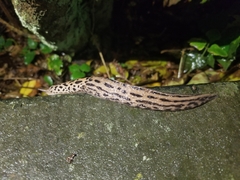 Limax maximus