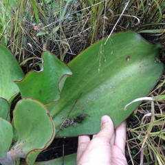 Gibbiflorae