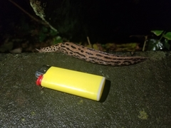 Limax maximus