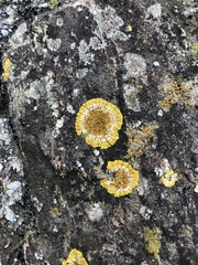 Variospora aurantia