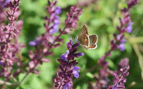 Brown Argus photo 5