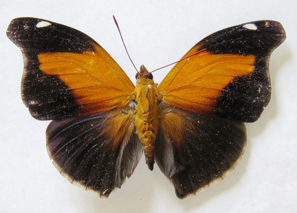 Historis odius dious