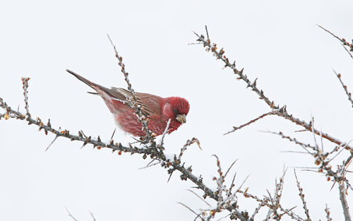 Great Rosefinch, Mzcheta-Mtianeti, Georgien, photo 9 of 10