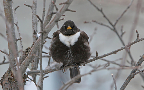 drozd kolohrivec (Turdus torquatus)